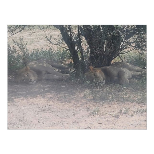 Let Sleepy Lions Lie Poster (Vorderseite)