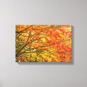 Letchworth Tree Branches Orange Nature Leinwand Pr