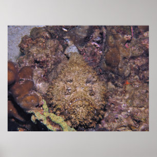 Lethal Stonefish Poster