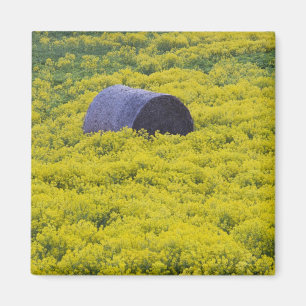 Lettland, Nordostlettland, Region Vidzeme, 2 Magnet