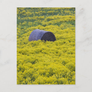 Lettland, Nordostlettland, Region Vidzeme, 2 Postkarte