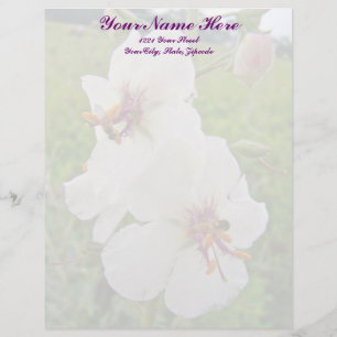 Lettre À En-tête Moth Mullein en-tête Fleur sauvage