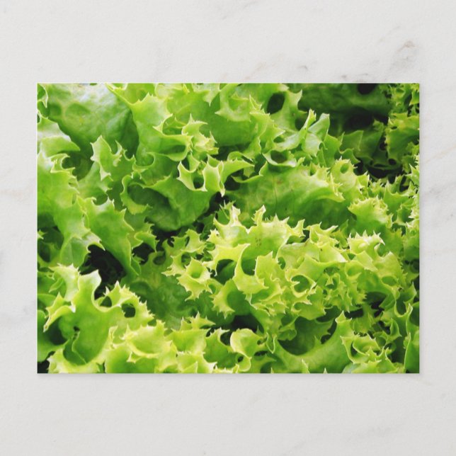 Lettuce Blätter Postkarte (Vorderseite)