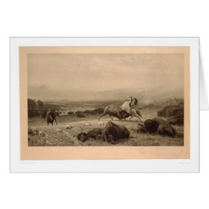 Letzt vom Büffel Bierstadt (0137A) - wieder