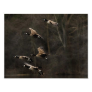 Letzte leichte Gänse im Flug Fotodruck