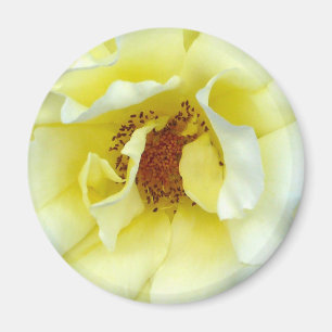 Letzte Rose Sommerschaltfläche Magnet