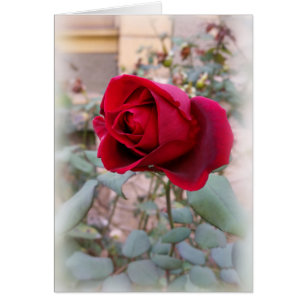 letzte rote Rose