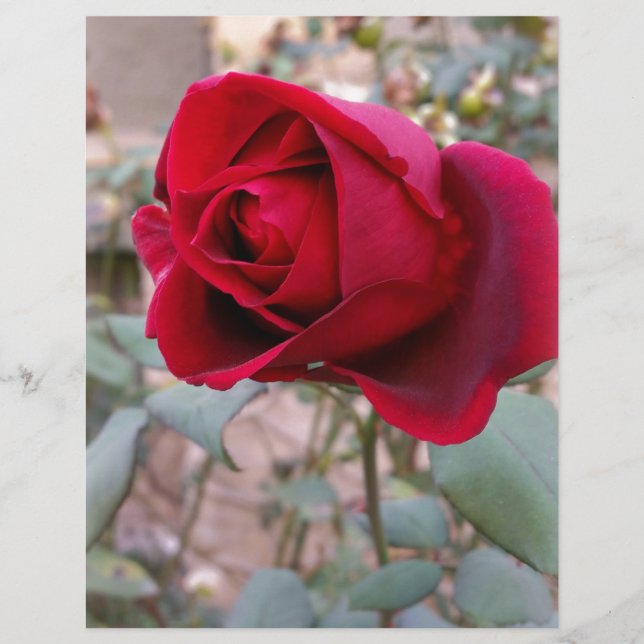 letzte rote Rose (Vorderseite)