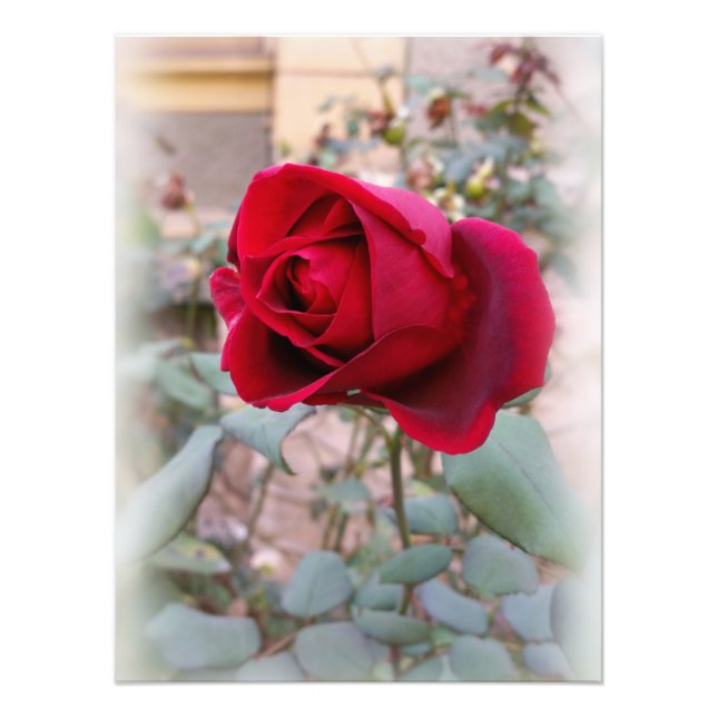letzte rote Rose Fotodruck (Vorne)