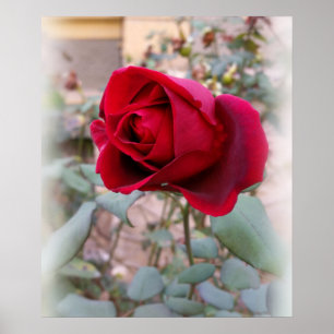 letzte rote Rose Poster