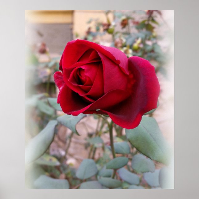 letzte rote Rose Poster (Vorne)