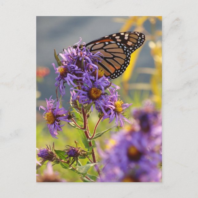 Letzter Monarch Butterfly Postkarte (Vorderseite)