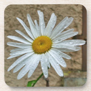 Leucanthemum Bloom Getränkeuntersetzer