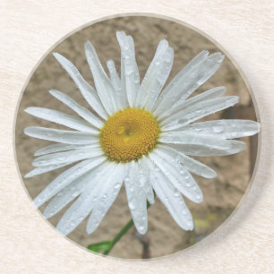 Leucanthemum Bloom Getränkeuntersetzer