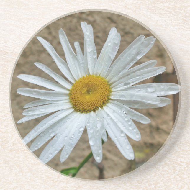 Leucanthemum Bloom Getränkeuntersetzer (Vorne)
