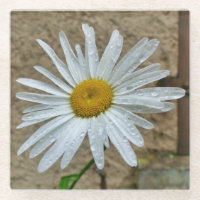 Leucanthemum Bloom