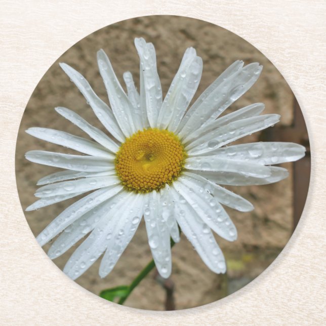 Leucanthemum Bloom Runder Pappuntersetzer (Vorderseite)