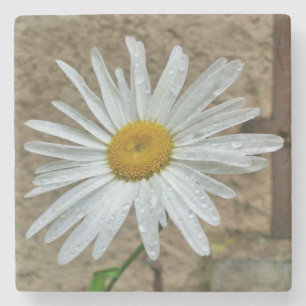 Leucanthemum Bloom Steinuntersetzer