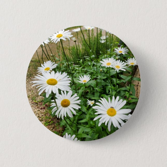 Leucanthemum Blooms Abzeichen Button (Vorderseite)