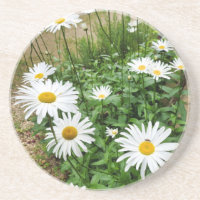 Leucanthemum Blooms