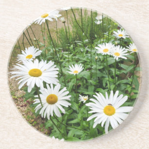 Leucanthemum Blooms Getränkeuntersetzer