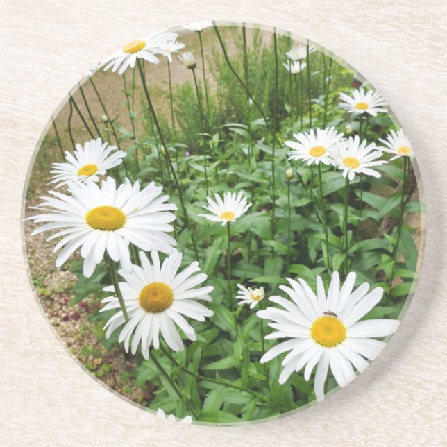 Leucanthemum Blooms Getränkeuntersetzer (Vorne)