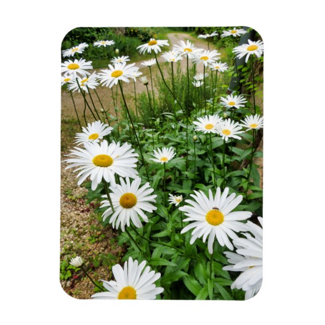 Leucanthemum Blooms Magnet (Vertikal)