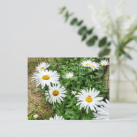 Leucanthemum Blooms