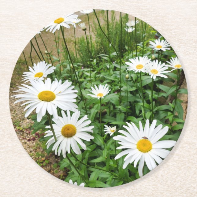 Leucanthemum Blooms Runder Pappuntersetzer (Vorderseite)