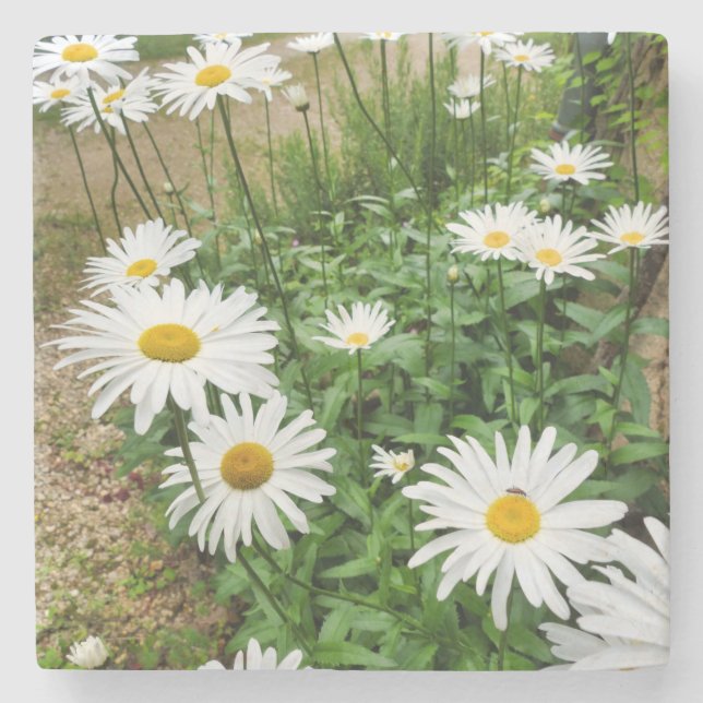 Leucanthemum Blooms Steinuntersetzer (Vorderseite)