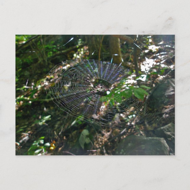 Leucauge Orb Web Postkarte (Vorderseite)