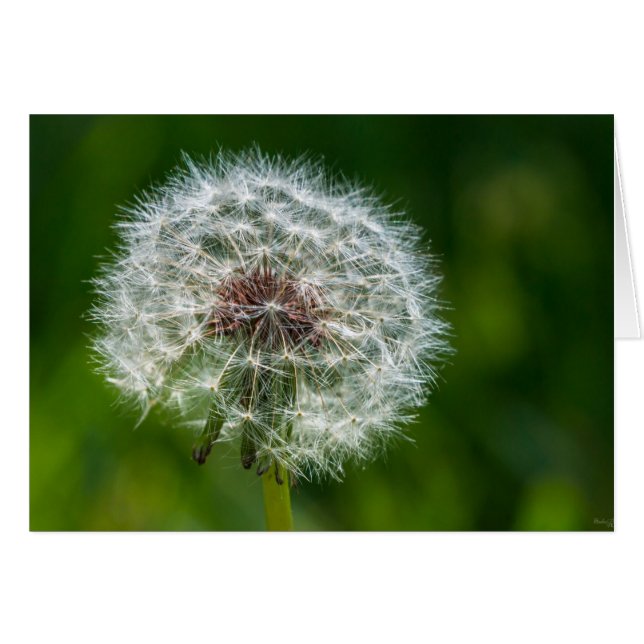 Leuchte im Licht (Vorderseite (Horizontal))