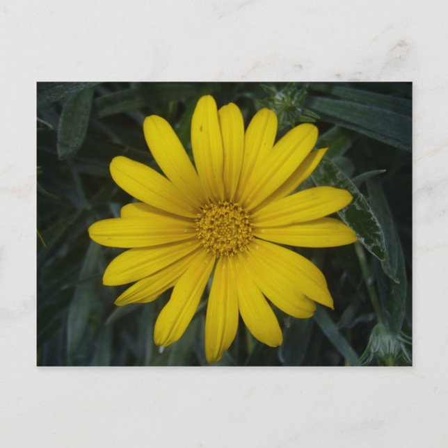 Leuchtend Gelb Postkarte (Vorderseite)