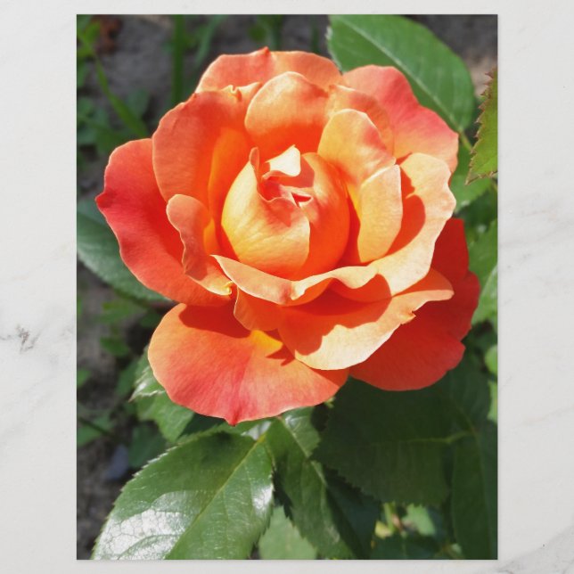 leuchtend gelbe Rose (Vorderseite)