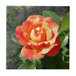 leuchtend gelbe Rose Fliese