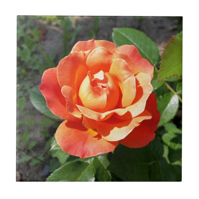 leuchtend gelbe Rose Fliese (Vorderseite)