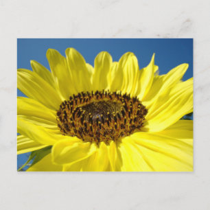 Leuchtend gelbe Sonnenblumen-Postkarten Blauer Him Postkarte