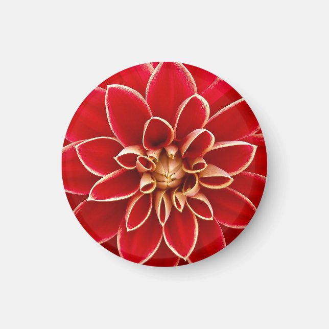 Leuchtend rote Dahlie Magnet (Vorne)