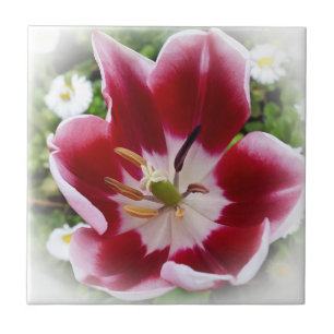 leuchtend rote Tulpe Fliese