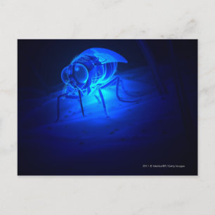 Leuchtende Abbildung einer Tsetsefliege Postkarte