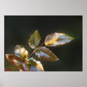 leuchtende Blätter Poster