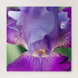 Leuchtende Iris Natur- / Blumen- / Botanikfoto