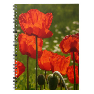 Leuchtende Mohnblumen Notizblock