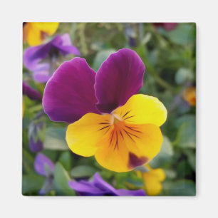 leuchtende Stiefmütterchen Magnet