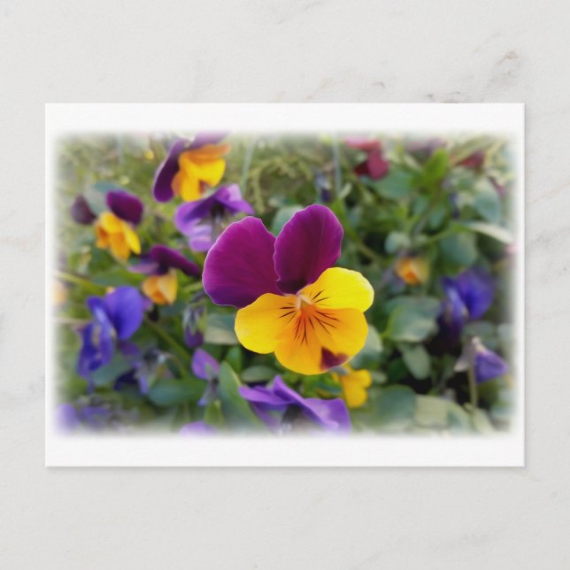 leuchtende Stiefmütterchen Postkarte (Vorderseite)