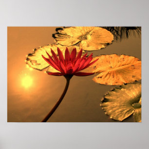 Leuchtende Wasser-Lilie mit dem Sun-Reflektieren Poster