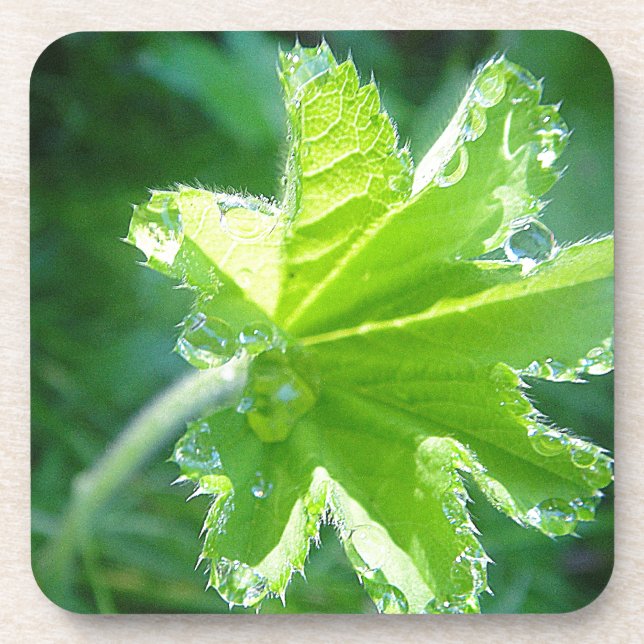 Leuchtendes Blatt mit Wassertropfen Getränkeuntersetzer (Vorderseite)