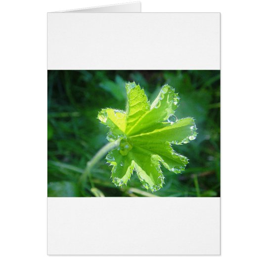Leuchtendes Blatt mit Wassertropfen Karte