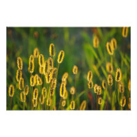 leuchtendes Gras - Foto