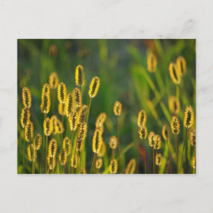 leuchtendes Gras - Postkarte